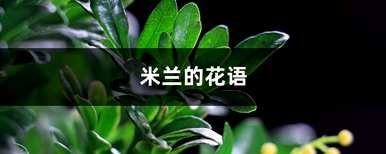 米兰花的意思是什么，米兰花的意思是什么？