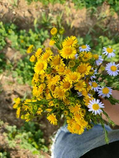 九月开花的花是什么，九月开花的花是什么？