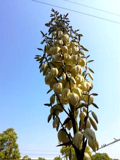 九月开花的花是什么，九月开花的花是什么？