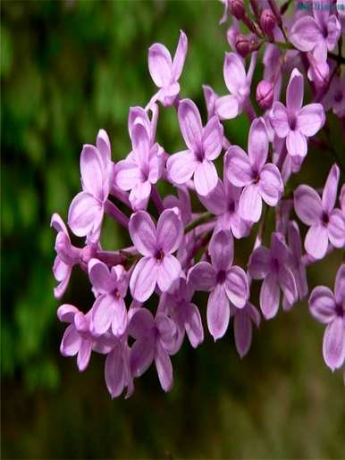 什么是紫丁香花语，洋丁香花语和寓意？