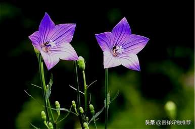 什么是代表夏天的花，什么是代表夏天的花