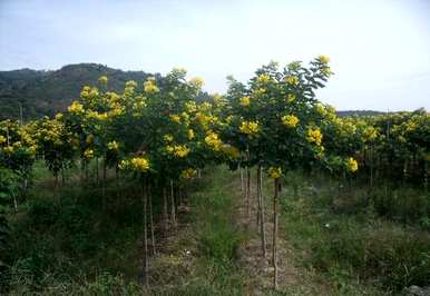 黄花槐开花图片高清，黄花槐何时开花？