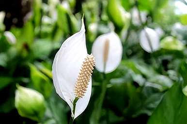 白掌花语是什么意思，白掌白鹤芋花语是什么意思？