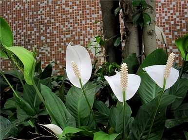 白掌花语是什么意思，白掌白鹤芋花语是什么意思？