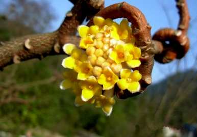 结香花的花语怎么说，结香花语是什么意思？