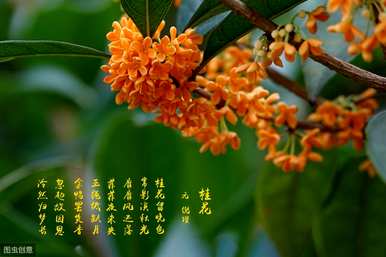 盆栽桂花树剪枝时间，四季桂花树盆栽怎么养？