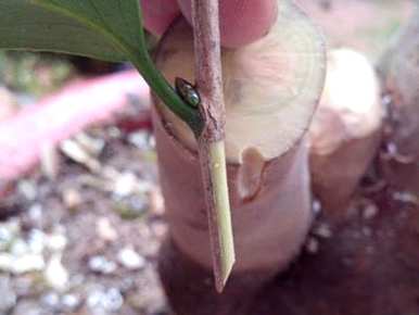 桂花嫁接时间和方法，桂花嫁接时间和方法