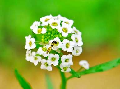 香雪球的花语是什么，香雪球的花语和寓意是什么？