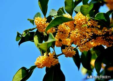 什么样的桂花树适合湖北种植四季桂花树？