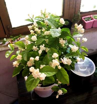 茉莉花怎么割枝，茉莉花怎么养枝？