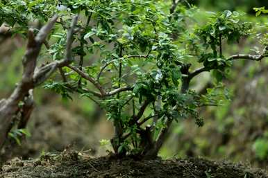 蓝莓树种植条件，蓝莓种植需要什么条件？