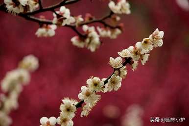 香妃梅花是什么品种？梅花品种介绍及图片