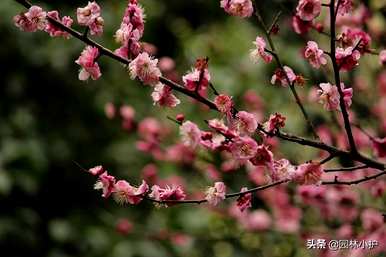 香妃梅花是什么品种？梅花品种介绍及图片