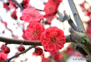 香妃梅花是什么品种？梅花品种介绍及图片