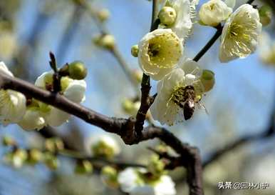 香妃梅花是什么品种？梅花品种介绍及图片