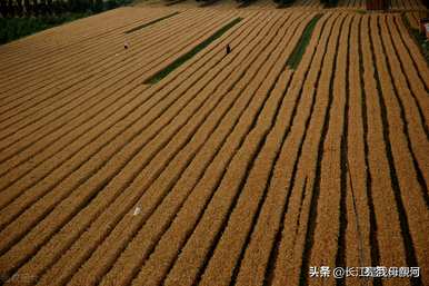 山东春播小麦种植时间、小麦种植时间和方法