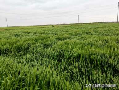 山东春播小麦种植时间、小麦种植时间和方法