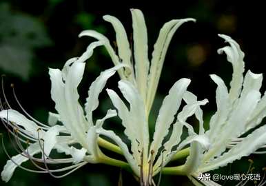 石蒜科代表什么植物？石蒜科的植物有毒吗？