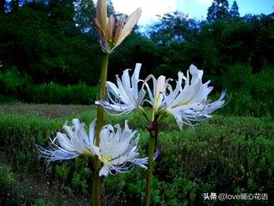 石蒜科代表什么植物？石蒜科的植物有毒吗？