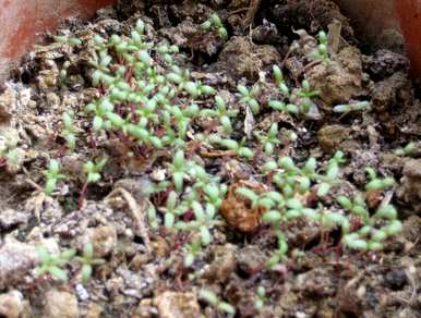 如何种植太阳花视频教程，什么季节种植太阳花最好