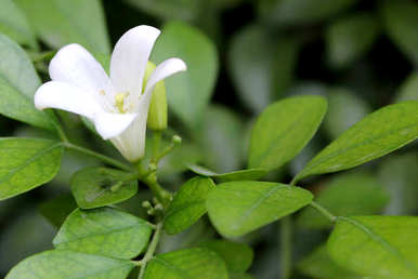 九里香一年开多少次花，九里香北方几个月开花？