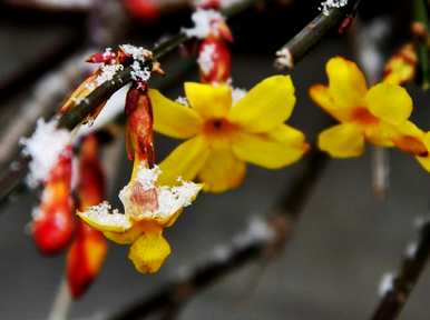 迎春花象征着什么精神，迎春花象征着什么意义