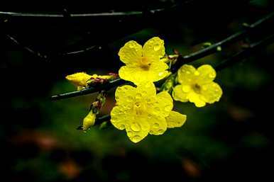 迎春花象征着什么精神，迎春花象征着什么意义