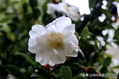 白丁香花语和寓意是什么，白山茶花语的寓意是什么？