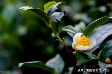 白丁香花语和寓意是什么，白山茶花语的寓意是什么？