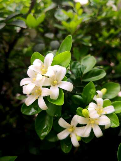 九里香开花香吗？九里香怎么开花？