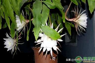 昙花怎么养好，昙花怎么养好？