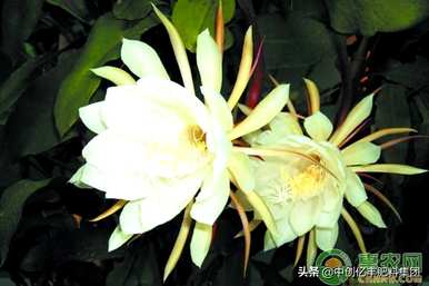 昙花怎么养好，昙花怎么养好？