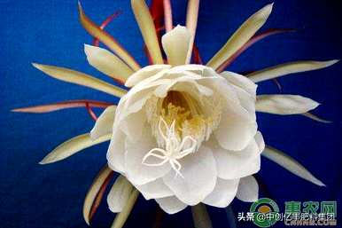 昙花怎么养好，昙花怎么养好？