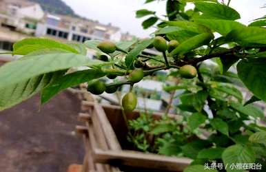 如何种植樱桃树，樱桃树种植节气