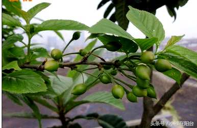 如何种植樱桃树，樱桃树种植节气