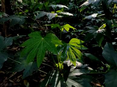 客厅里有哪些植物和花，哪些植物适合放在客厅的大叶子上？