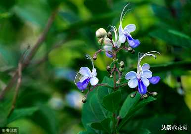 如何养活北方的蓝蝴蝶？蓝蝴蝶花好养吗？