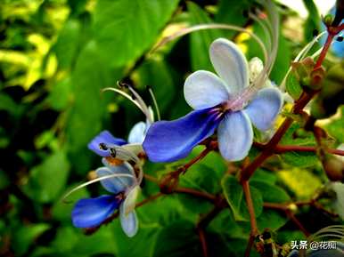 如何养活北方的蓝蝴蝶？蓝蝴蝶花好养吗？