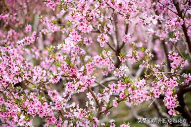 春天什么花开，春天什么花开得最漂亮