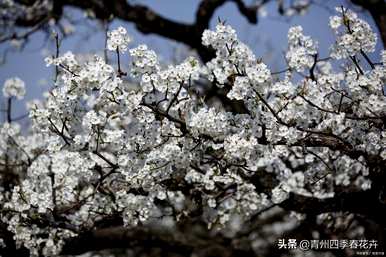 春天什么花开，春天什么花开得最漂亮