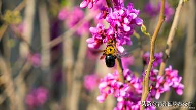 春天什么花开，春天什么花开得最漂亮