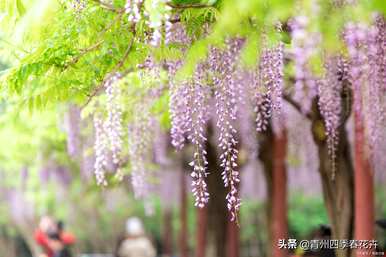 春天什么花开，春天什么花开得最漂亮