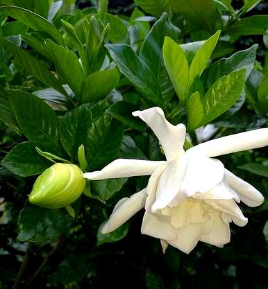 栀子花的叶子像烧焦一样黑怎么办？栀子花芽的顶部像烧焦一样黑