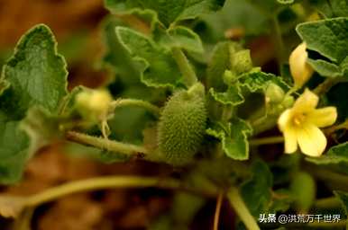 植物的传播方式有哪些？为什么植物有多种传播方式？