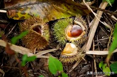 植物的传播方式有哪些？为什么植物有多种传播方式？