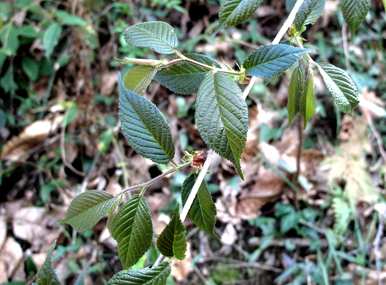 四明山樱花何时开放，四明山樱花何时开放