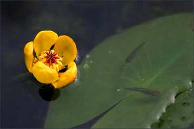 水生植物花卉有哪些品种的图片，水生植物花卉有哪些？