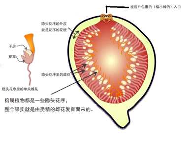 橡皮树开花几年吗？家里养的橡皮树能开花吗？