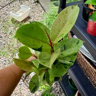 橡皮树开花几年吗？家里养的橡皮树能开花吗？