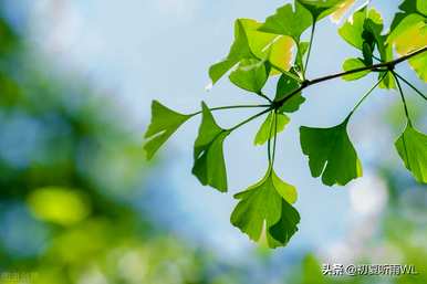 银杏花束花语教程，银杏花语和寓意